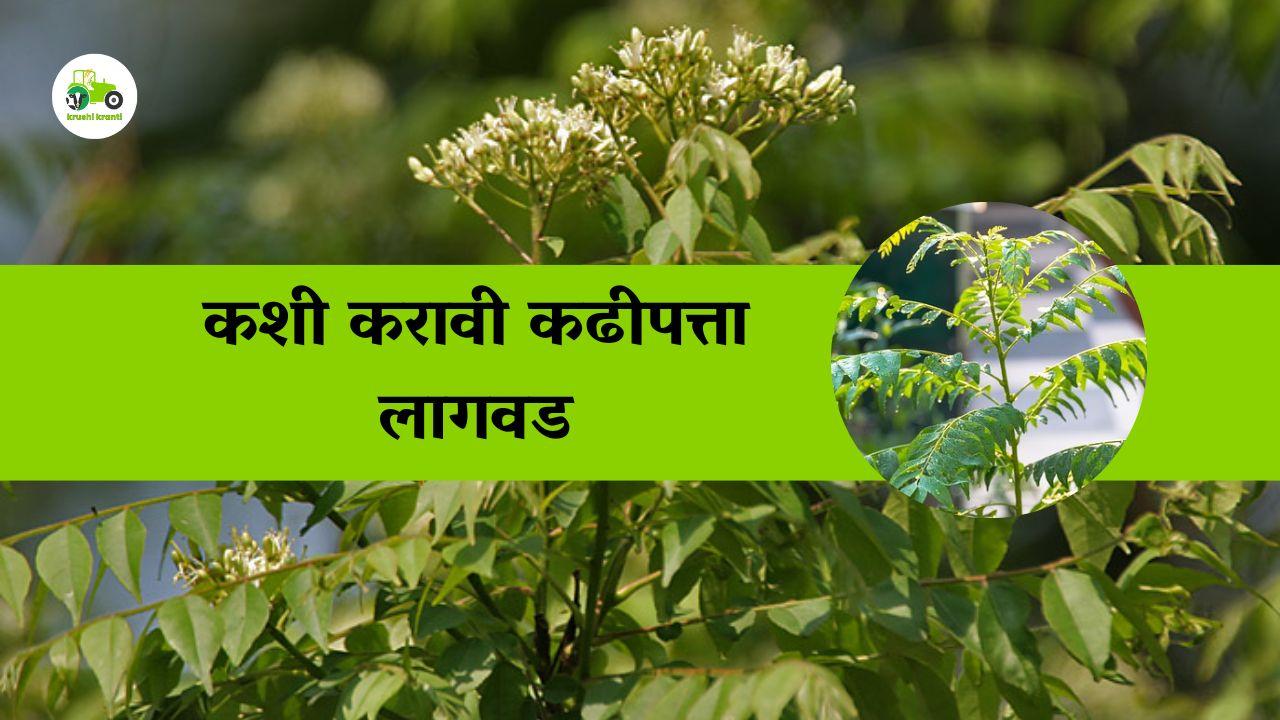 कशी करावी कढीपत्ता लागवड