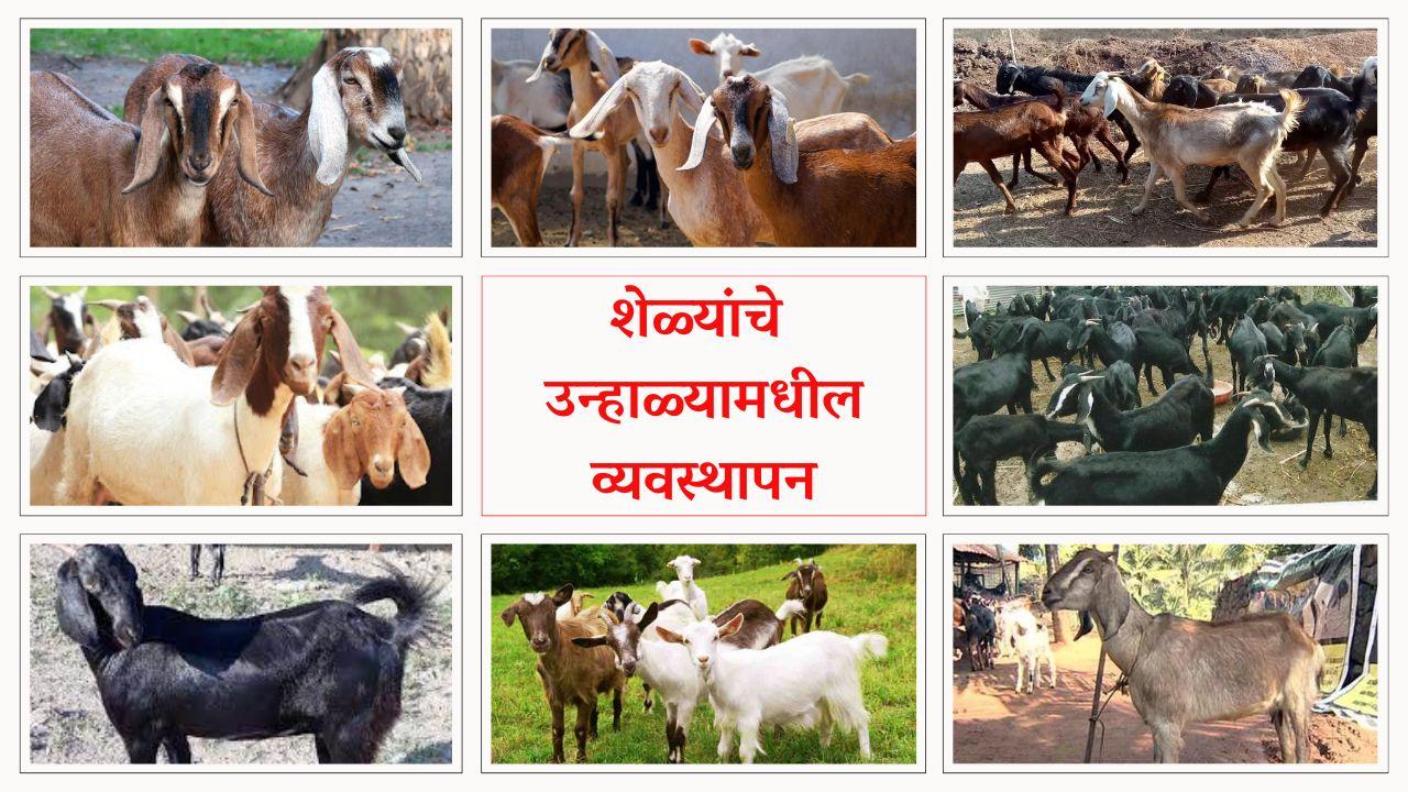 शेळ्यांचे उन्हाळ्यामधील व्यवस्थापन