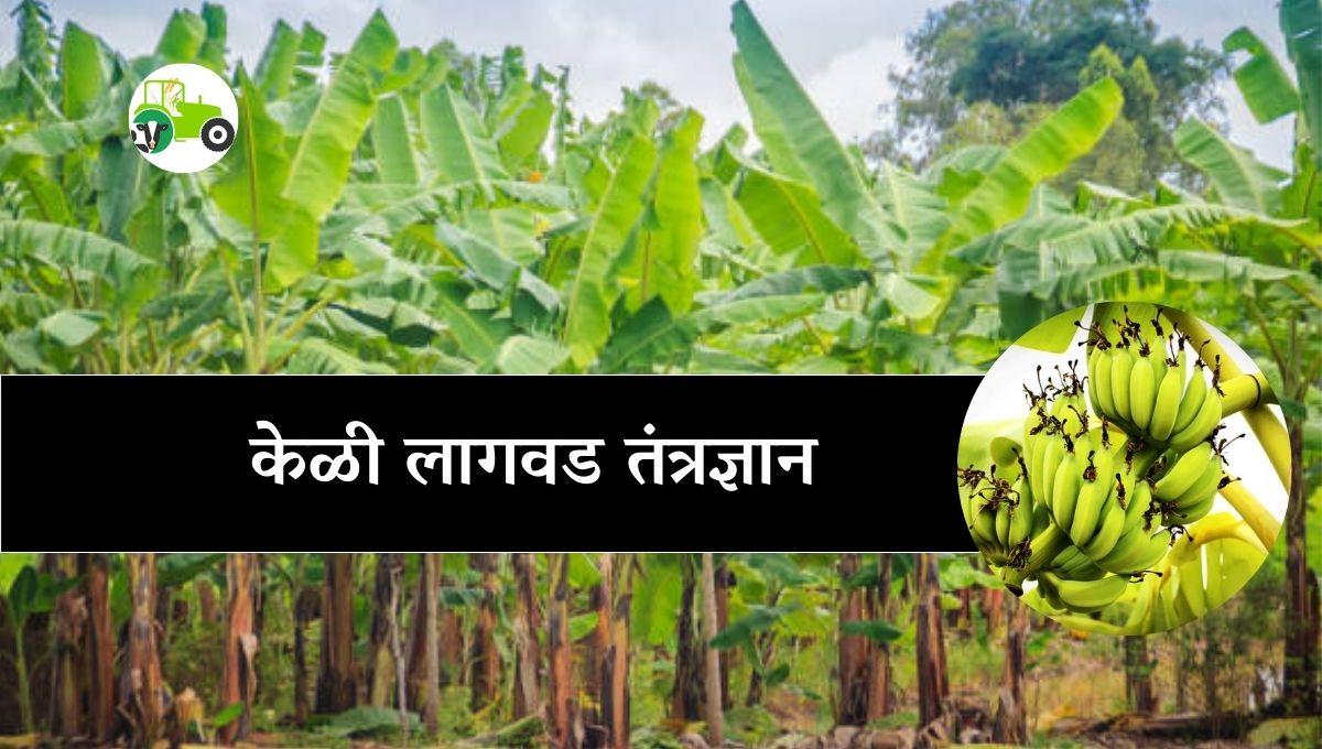 केळी लागवड आणि नियोजन