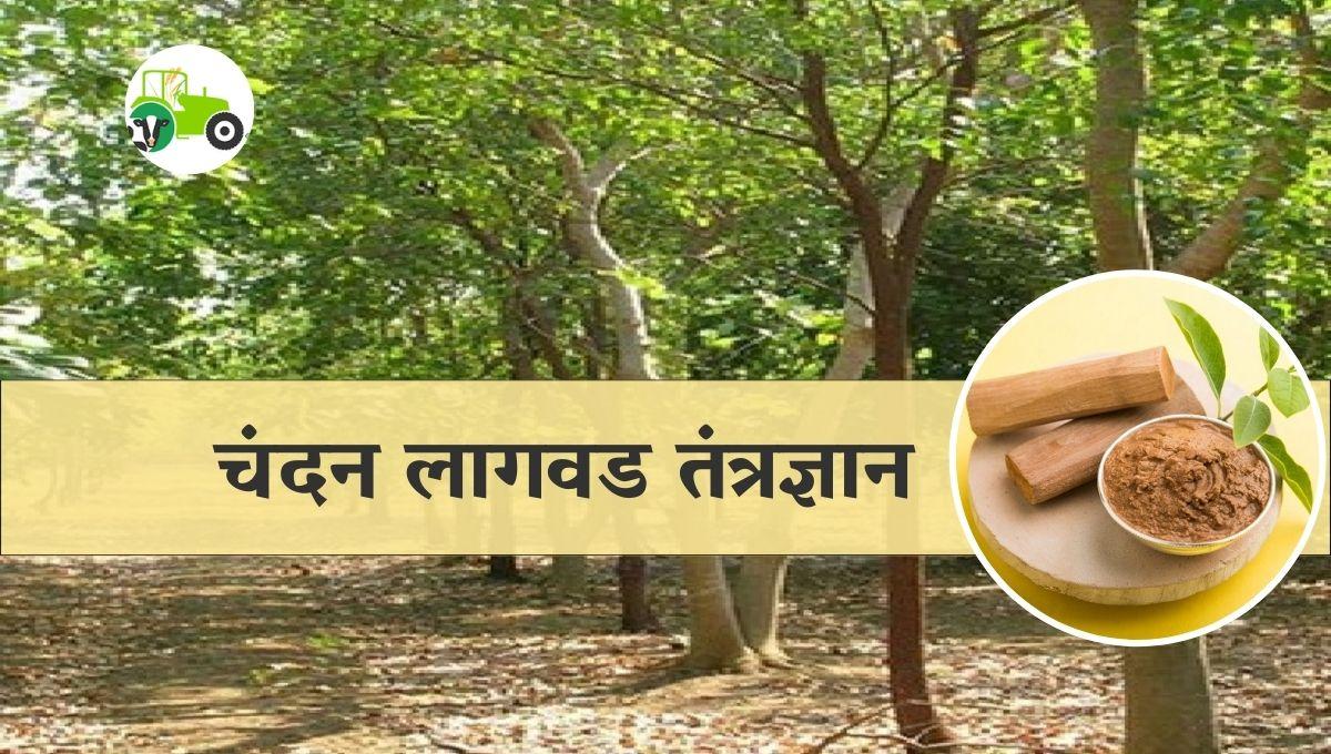 चंदन लागवड तंत्रज्ञान