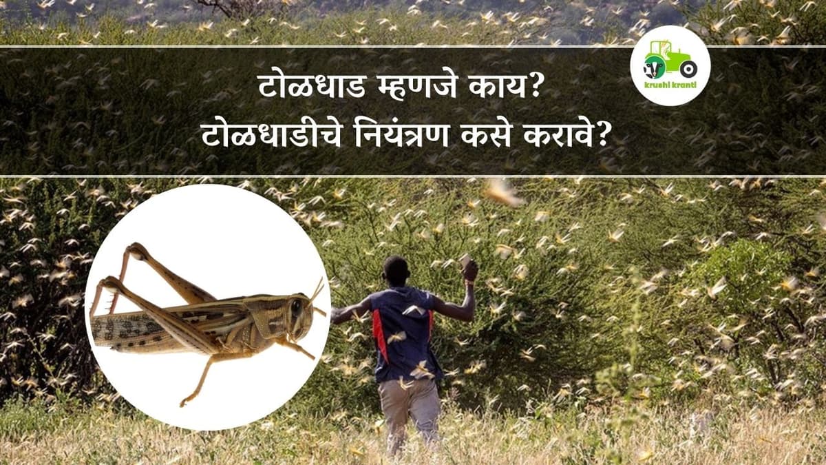 टोळधाड म्हणजे काय? टोळधाडीचे नियंत्रण कसे करावे?
