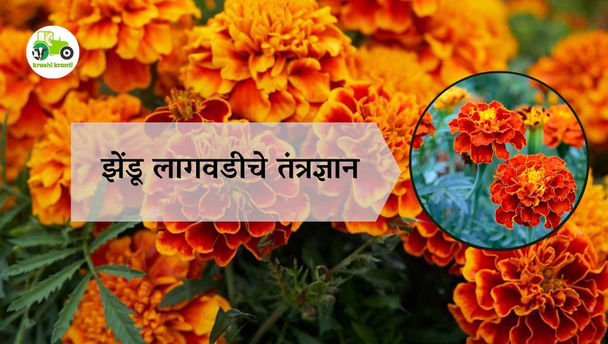 झेंडू लागवडीचे तंत्रज्ञान