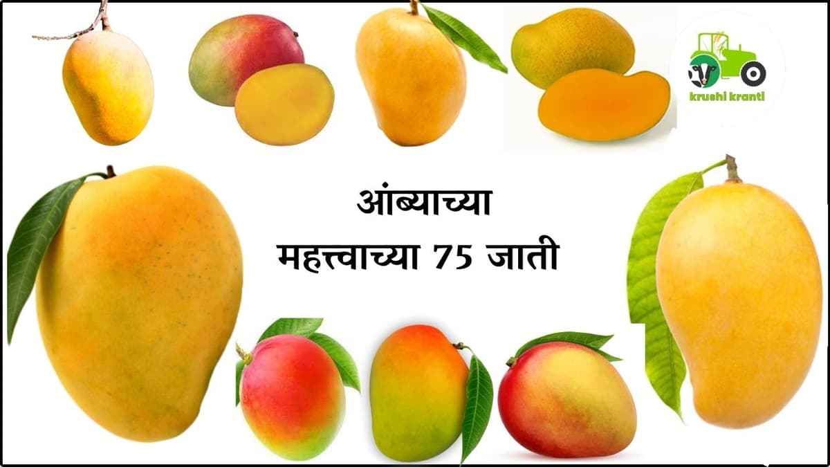 आंब्याच्या महत्त्वाच्या 75 जाती 