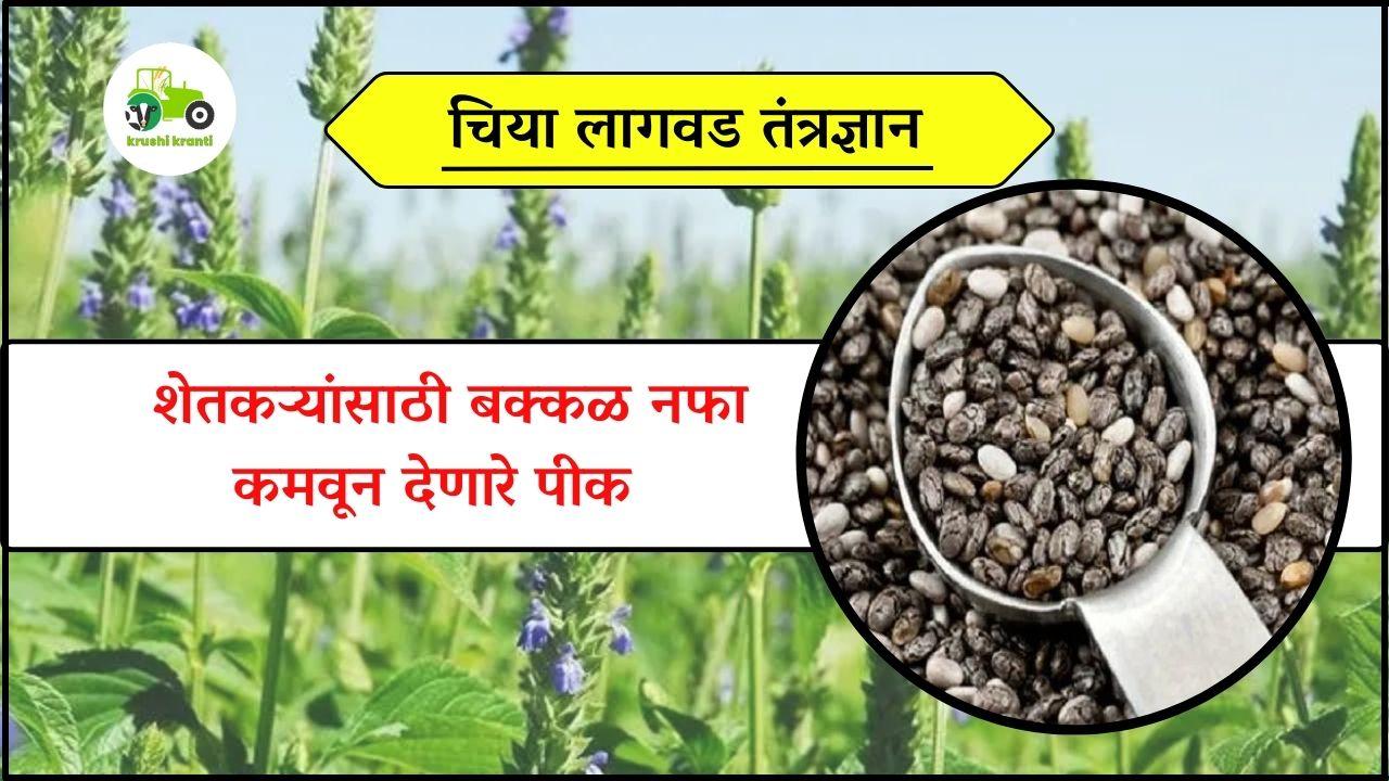 चिया लागवड तंत्रज्ञान 