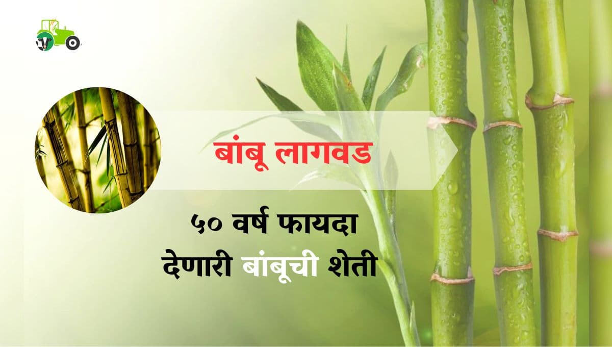 बांबू लागवड तंत्रज्ञान 