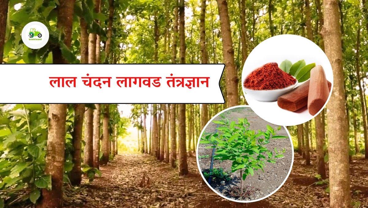 लाल चंदन लागवड तंत्रज्ञान