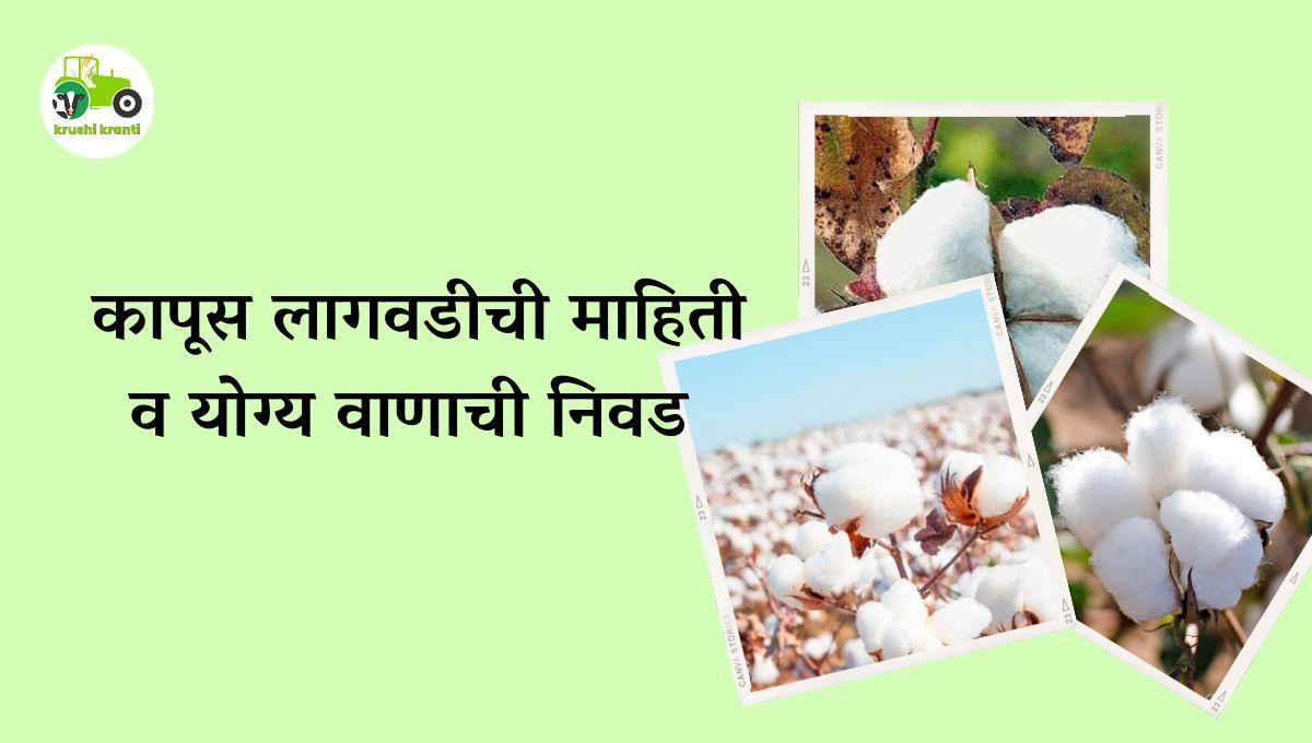 कापूस लागवडीची माहिती व योग्य वाणाची निवड 