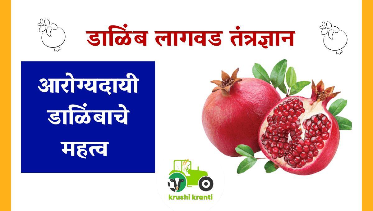 डाळिंब लागवड तंत्रज्ञान 