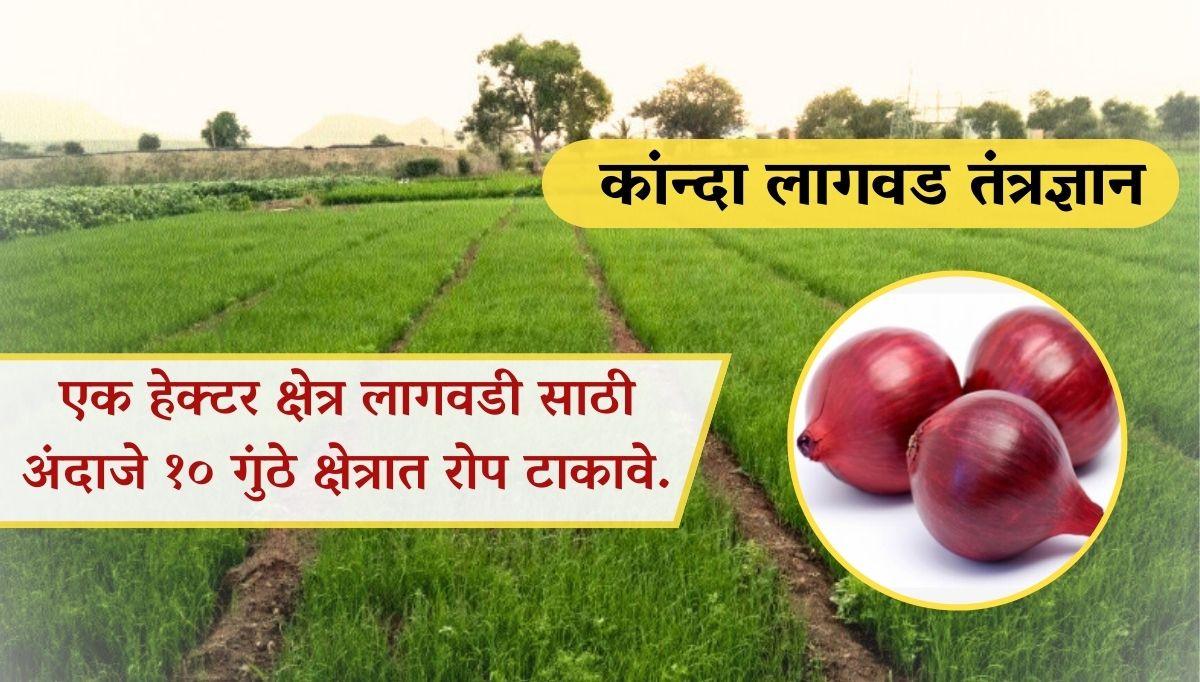 कांदा लागवड सविस्तर माहिती