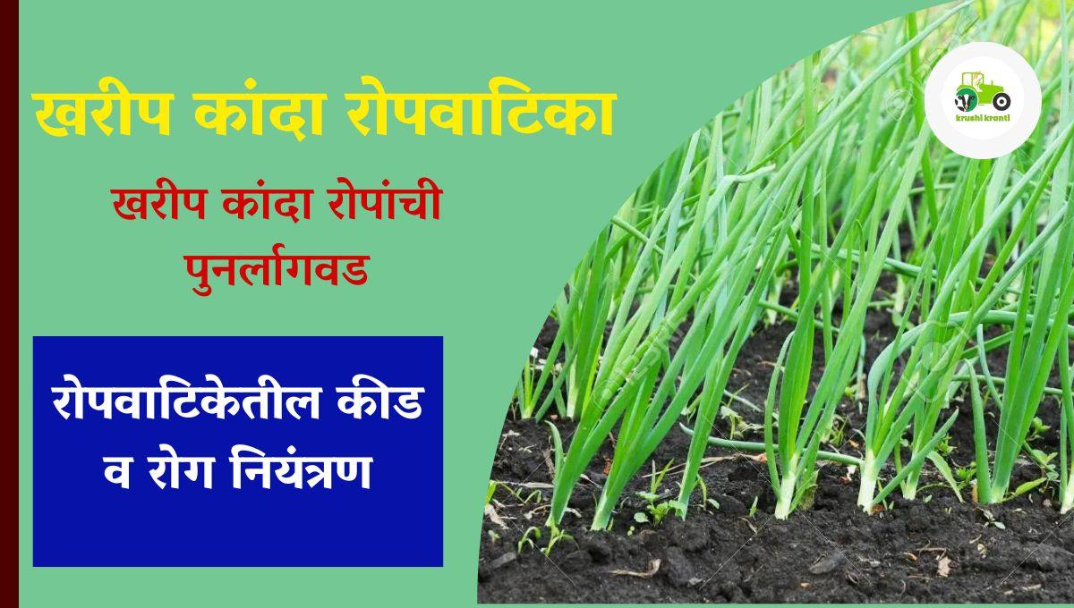 खरीप कांदा रोपवाटिका