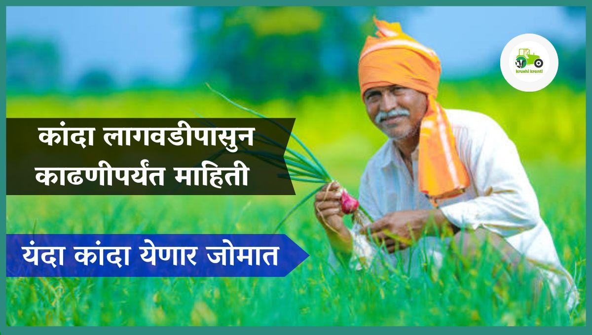 कांदा लागवडीपासुन काढणीपर्यंत माहिती