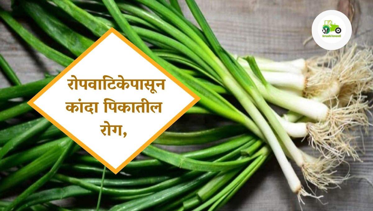  रोपवाटिकेपासून कांदा पिकातील रोग, कीड नियंत्रण