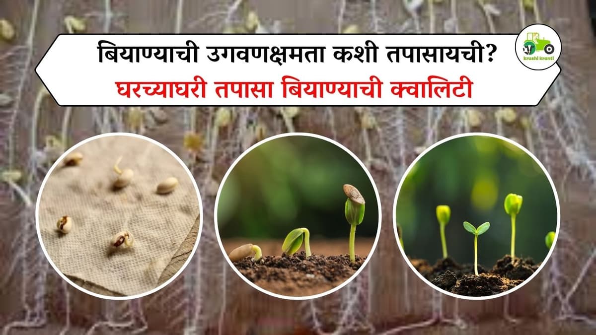 बियाण्याची उगवणक्षमता कशी तपासायची?