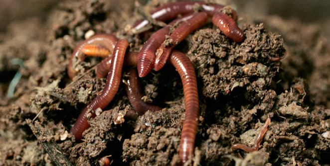 गांडूळ खताचे फायदे आणि तयार करण्याची प्रक्रिया