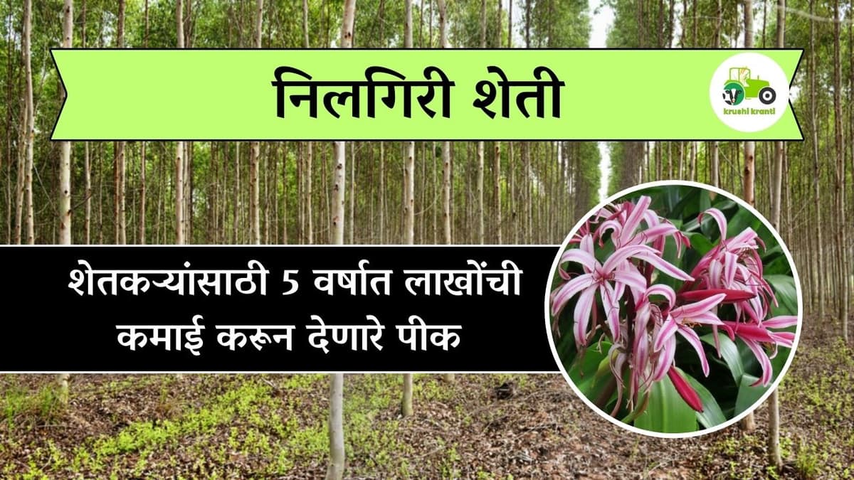 शेतकऱ्यांसाठी 5 वर्षात लाखोंची कमाई करून देणारे पीक 