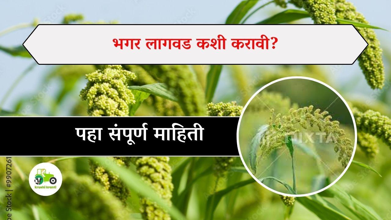 भगर लागवड कशी करावी? पहा संपूर्ण माहिती 