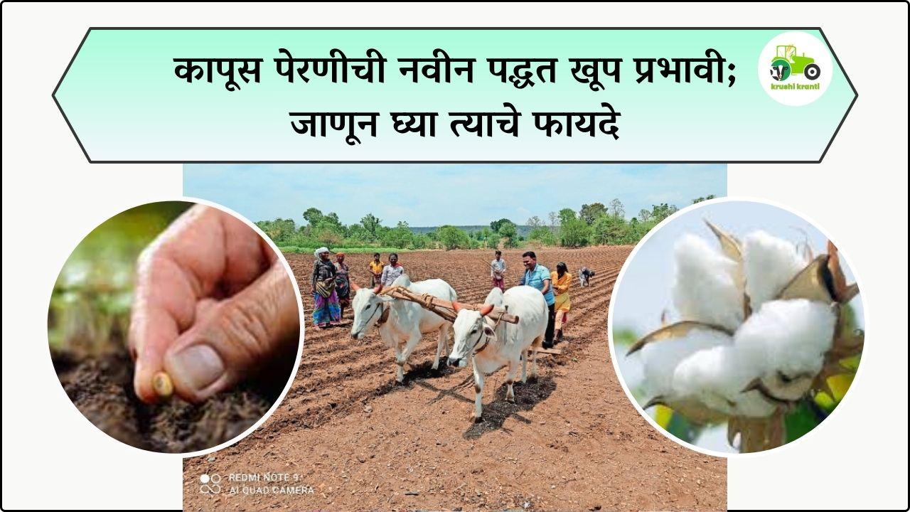 कापूस पेरणीची नवीन पद्धत खूप प्रभावी; जाणून घ्या त्याचे फायदे