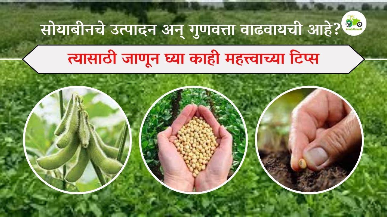 सोयाबीनचे उत्पादन अन् गुणवत्ता वाढवायची आहे? त्यासाठी जाणून घ्या काही महत्त्वाच्या टिप्स