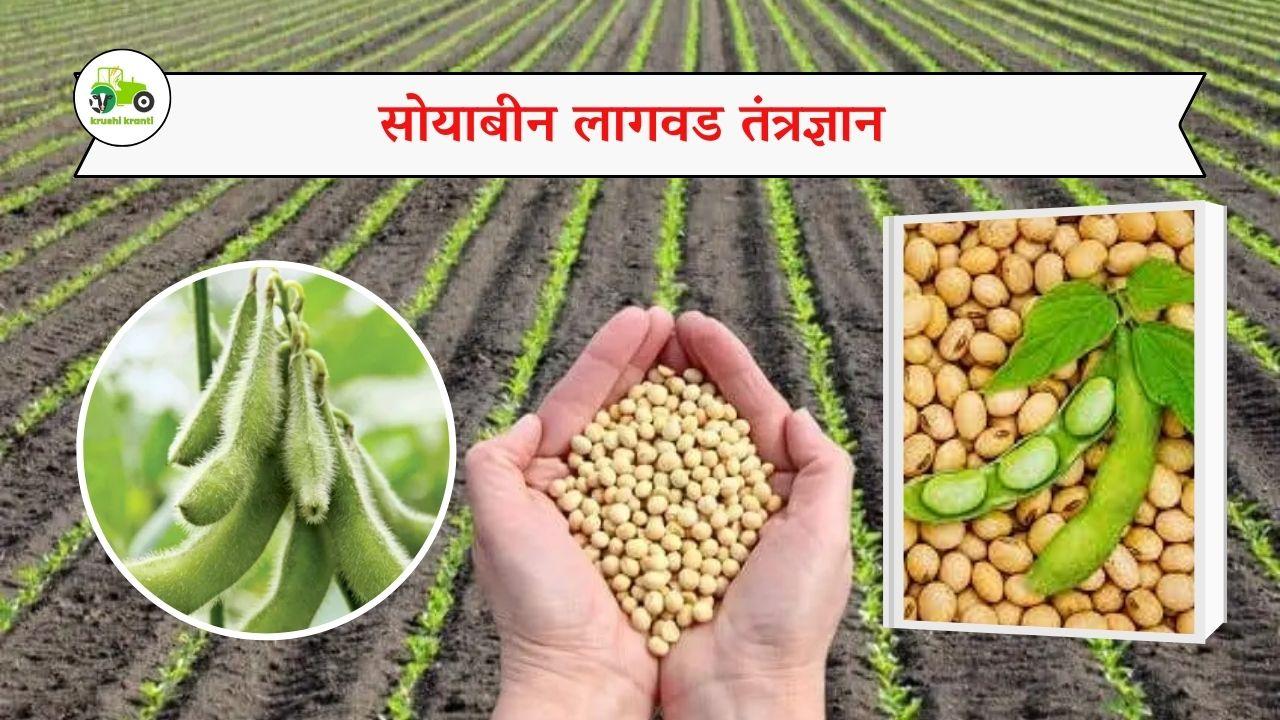 सोयाबीन लागवड तंत्रज्ञान 