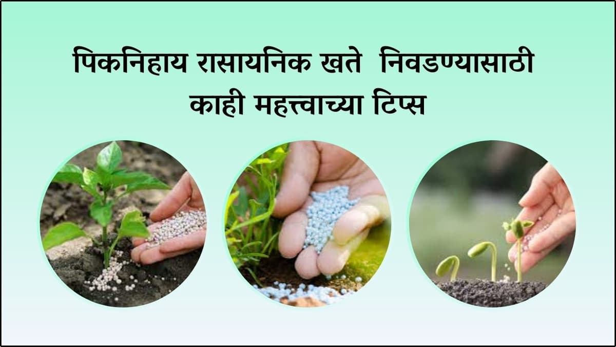 पिकनिहाय रासायनिक खते  निवडण्यासाठी काही महत्त्वाच्या टिप्स 