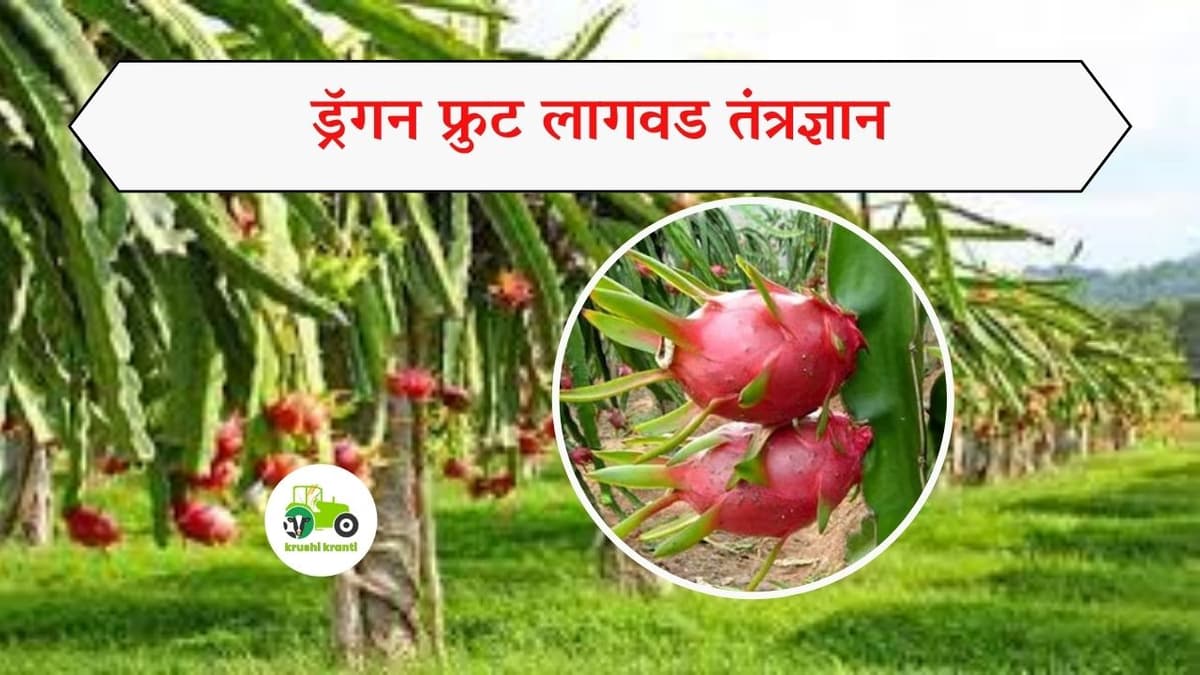 ड्रॅगन फ्रुट लागवड तंत्रज्ञान 