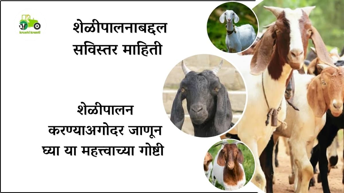 Goat Farming : शेळीपालनाबद्दल सविस्तर माहिती