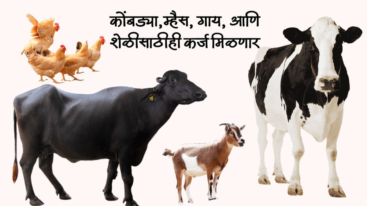 कोंबड्या आणि शेळीसाठीही कर्ज मिळणार, असा करा अर्ज