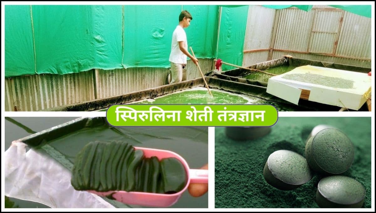 स्पिरुलिना शेती तंत्रज्ञान 