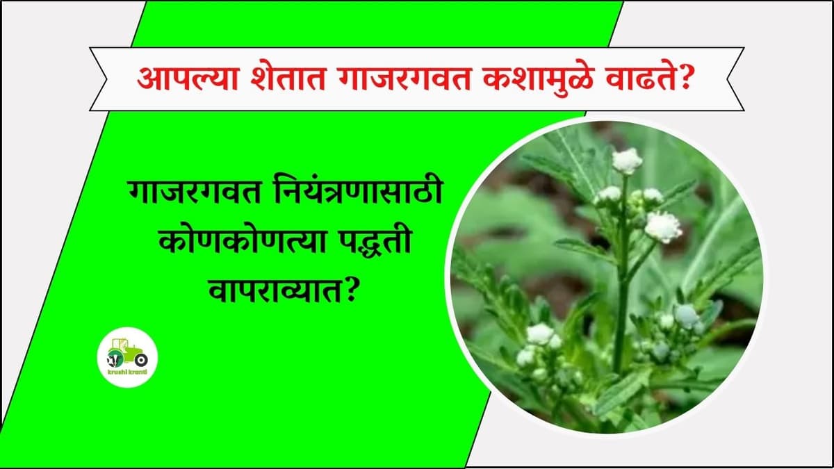 आपल्या शेतात गाजरगवत कशामुळे वाढते?