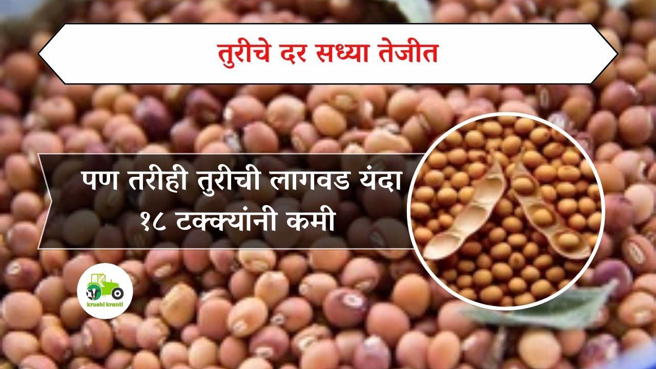 तुरीचे दर सध्या तेजीत, पण तरीही तुरीची लागवड यंदा १८ टक्क्यांनी कमी 