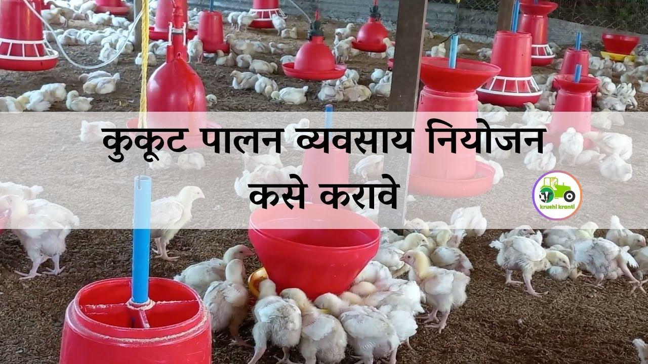 कुकूट पालन व्यवसाय नियोजन कसे करावे