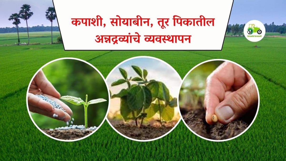 कपाशी, सोयाबीन, तूर पिकातील अन्नद्रव्यांचे व्यवस्थापन