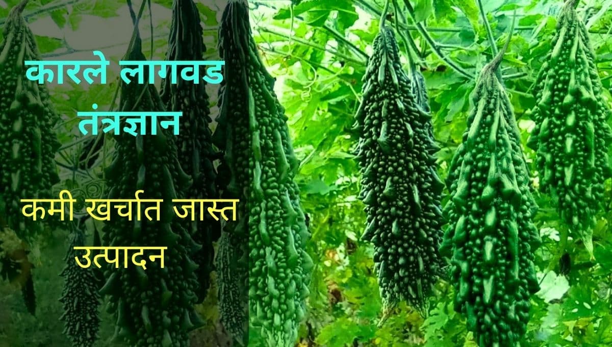 कारले लागवड कशी करावी