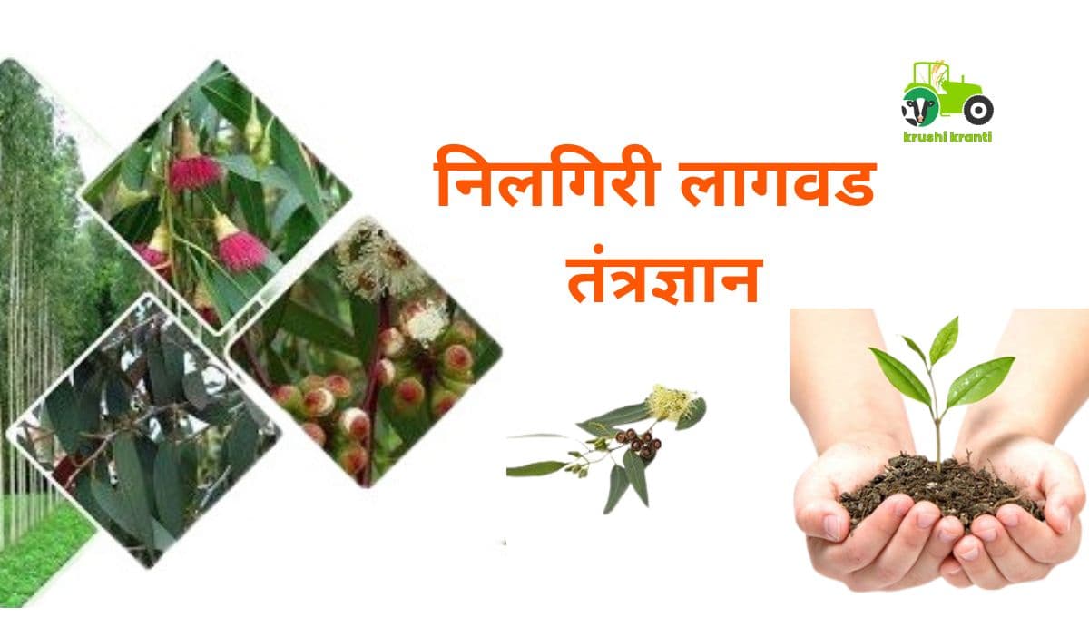 निलगिरी लागवड तंत्रज्ञान