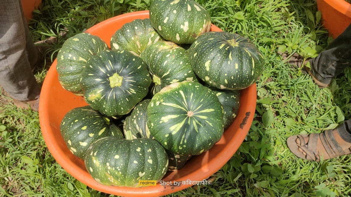 भोपळा विकणे आहे