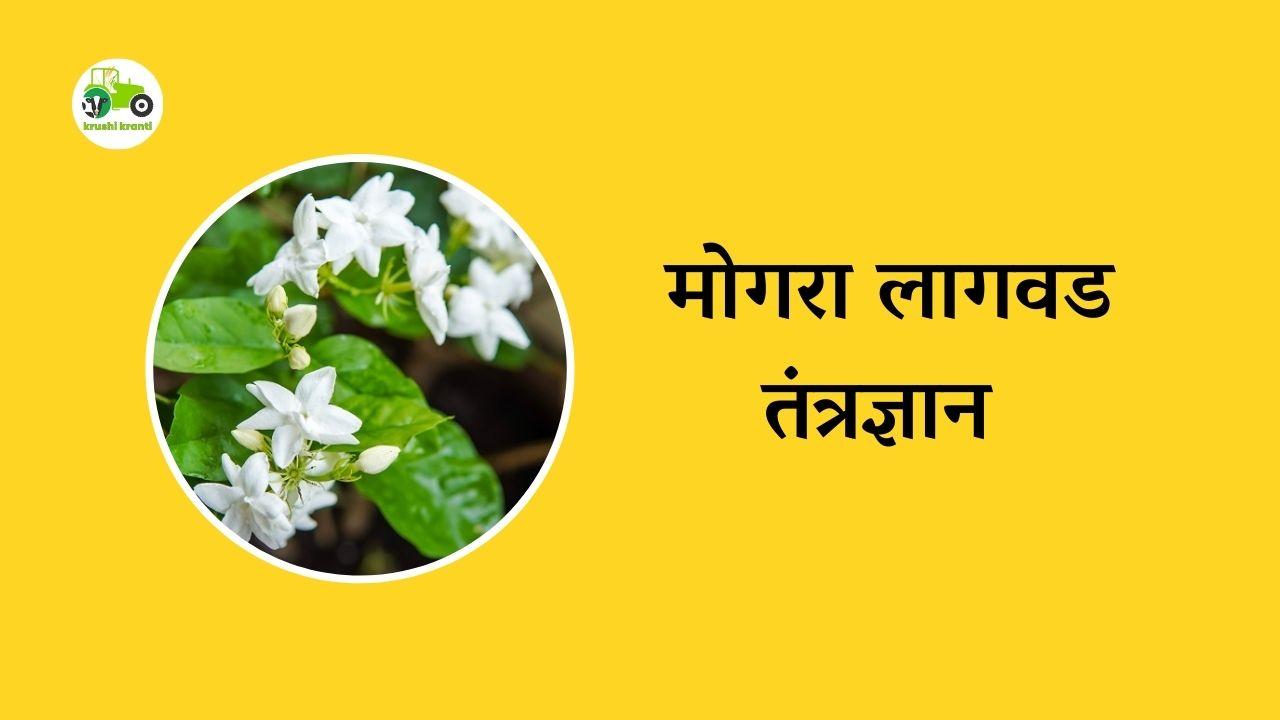 मोगरा लागवड तंत्रज्ञान 