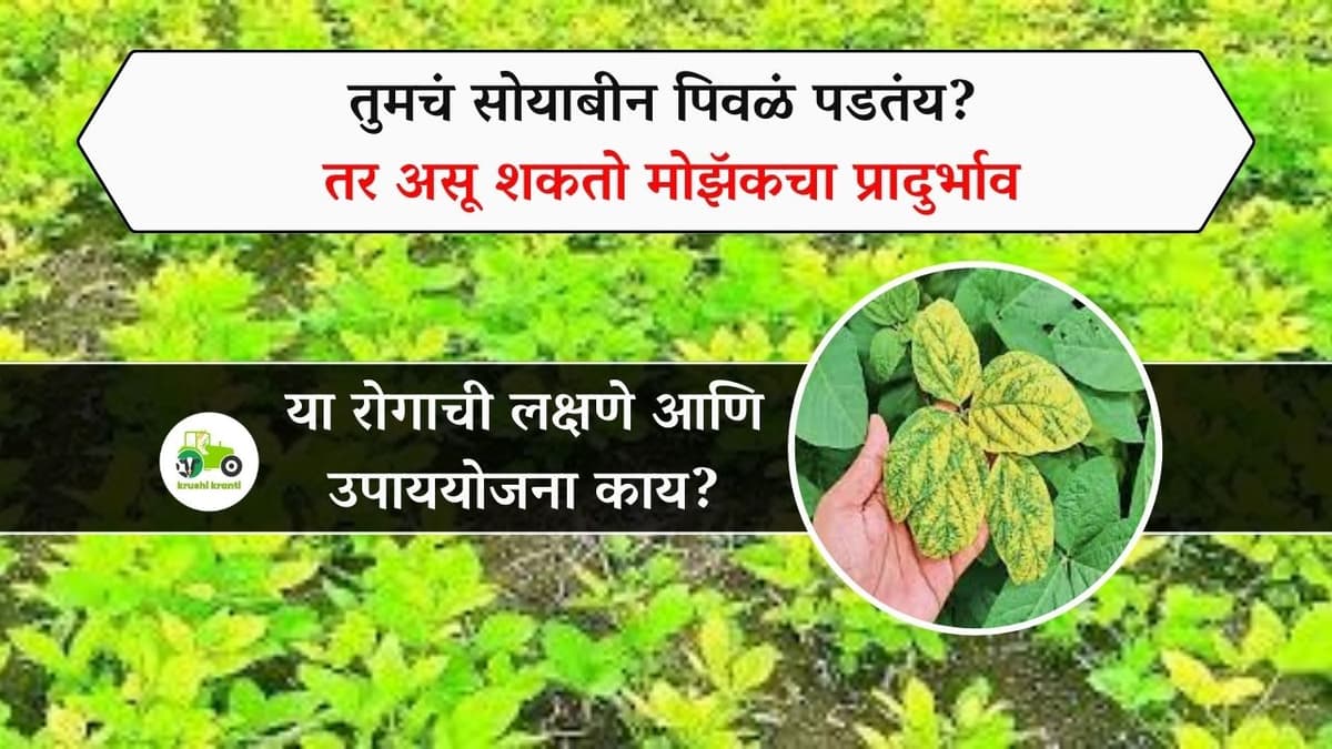 Soybean Disease : तुमचं सोयाबीन पिवळं पडतंय? तर असू शकतो मोझॅकचा प्रादुर्भाव