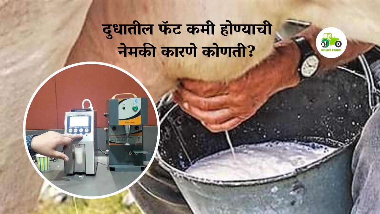 Milk : दुधातील फॅट कमी होण्याची नेमकी कारणे कोणती? जाणून घ्या सविस्तर 