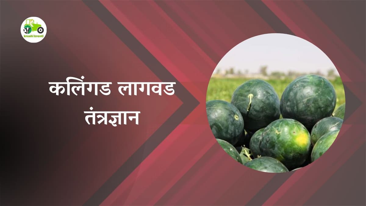 कलिंगड लागवड तंत्रज्ञान