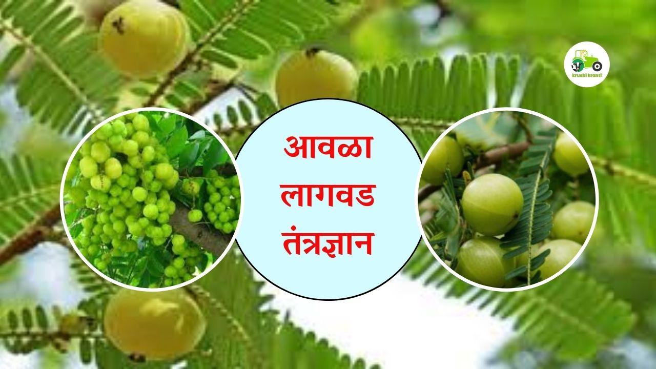 आवळा लागवड तंत्रज्ञान 