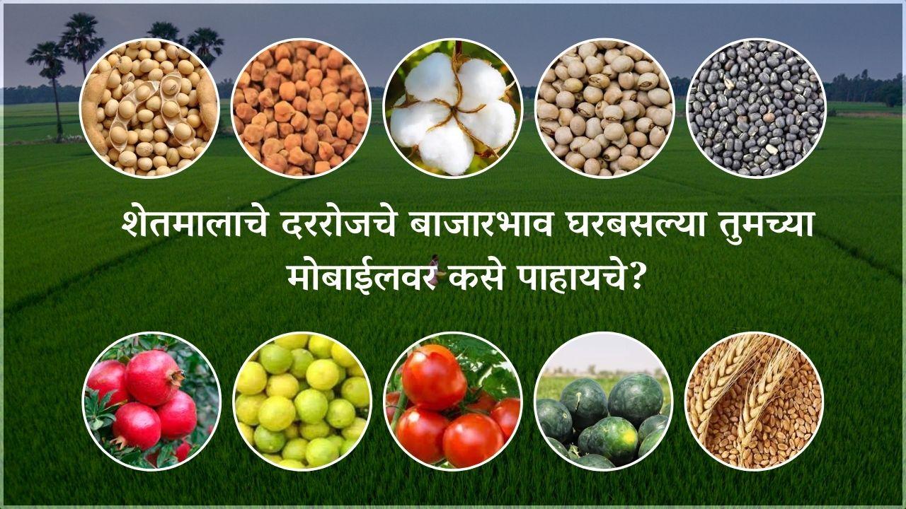 Bajarbhav : शेतमालाचे दररोजचे बाजारभाव घरबसल्या तुमच्या मोबाईलवर कसे पाहायचे?
