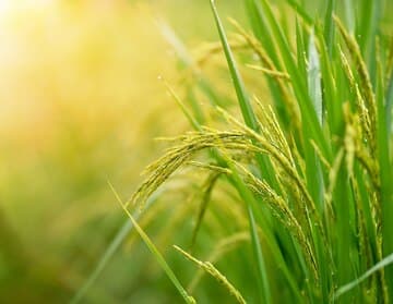 भाजीपाला पिके, फुल पिके, फळबाग व्यवस्थापन, कीड रोग नियंत्रण 