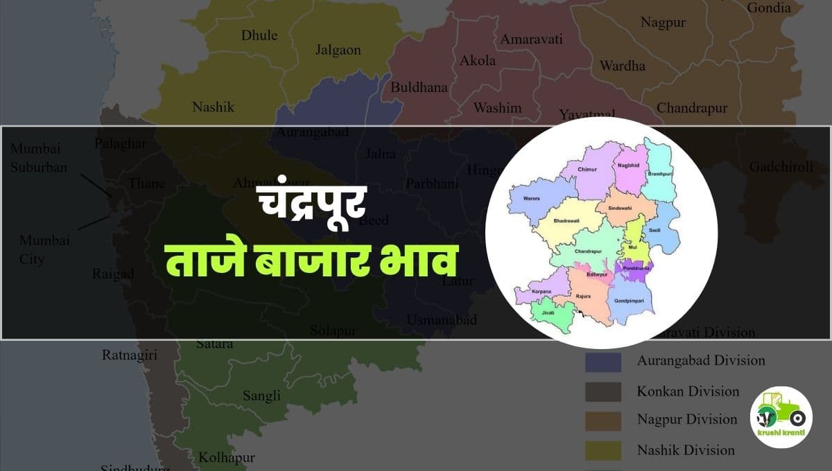 आजचे चंद्रपुर बाजारभाव 