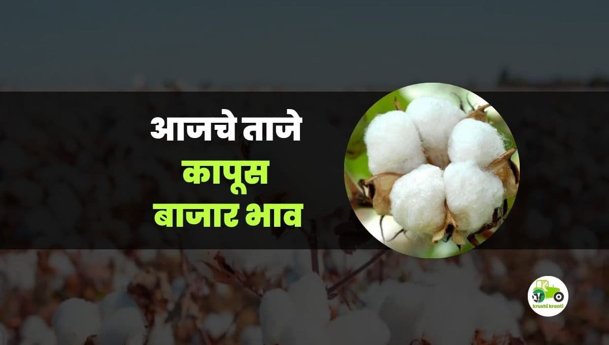 आजचे कापूस बाजारभाव
