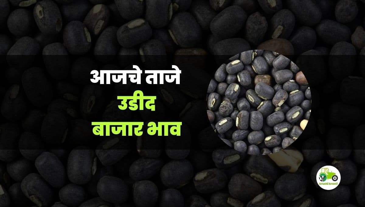 आजचे उडीद बाजारभाव 