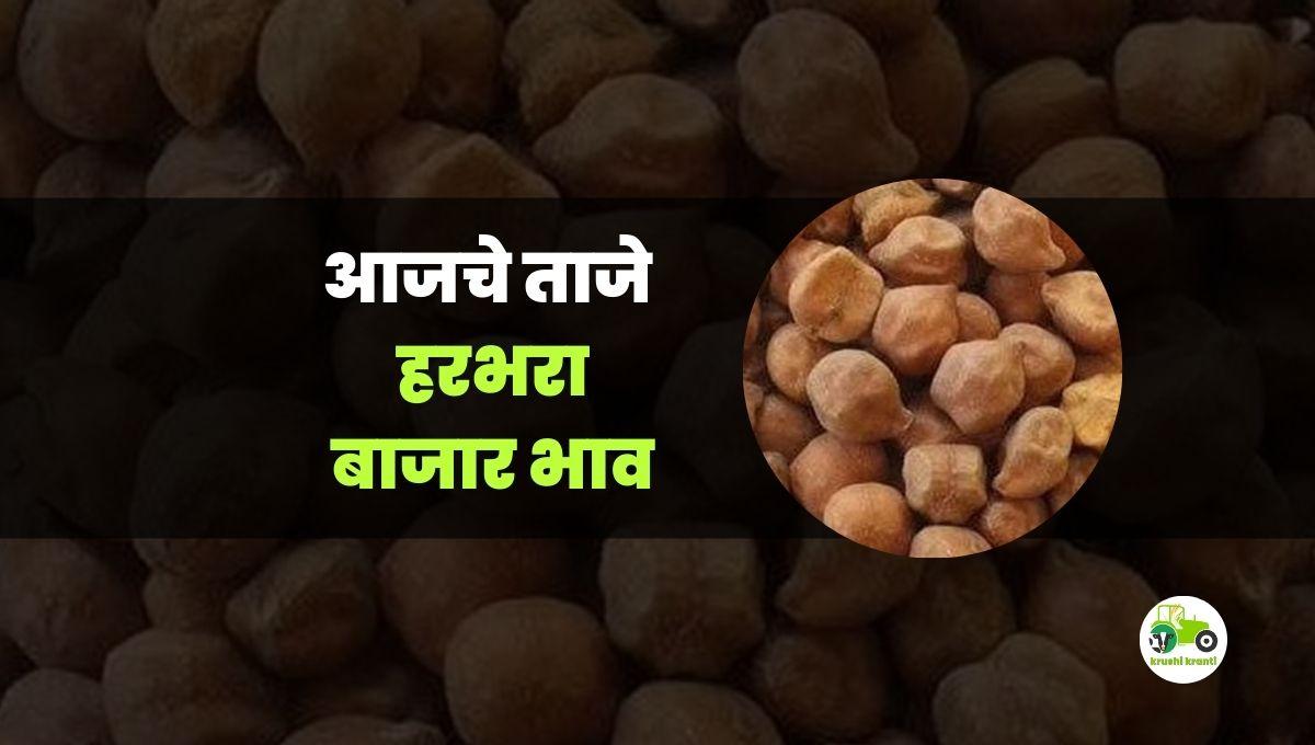 आजचे हरभरा बाजारभाव