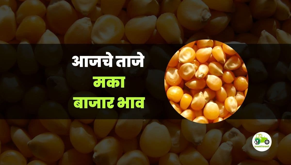 आजचे मका बाजारभाव 