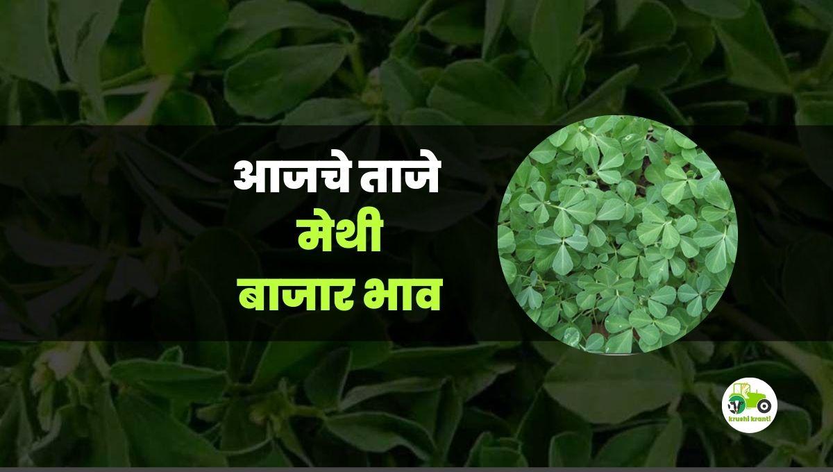 आजचे मेथी बाजारभाव 