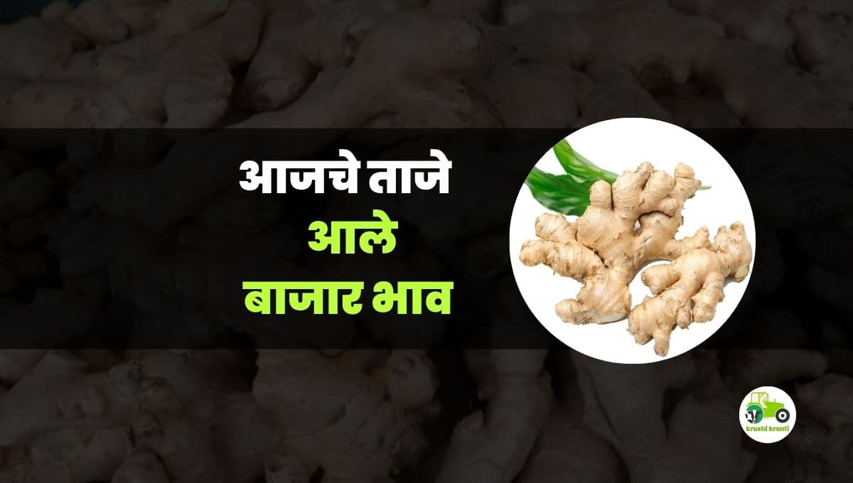 आजचे आले बाजारभाव