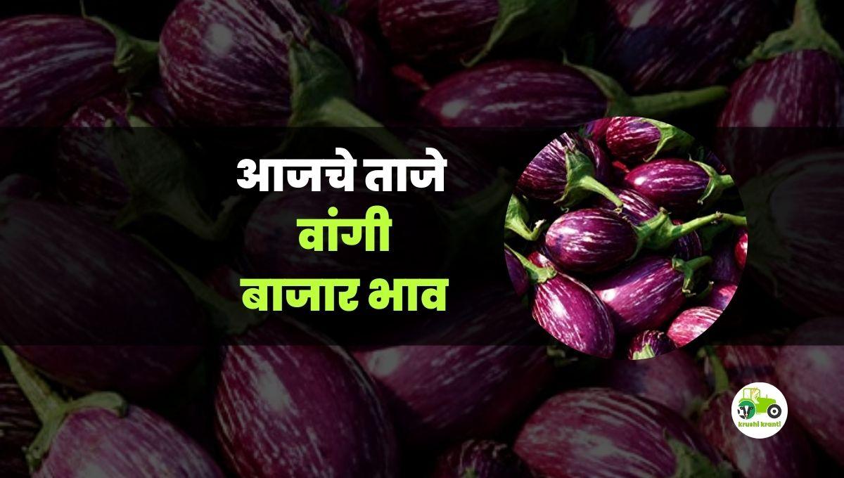 आजचे वांगी बाजारभाव 